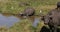 African Buffalo, syncerus caffer, Group at Waterhole, Nairobi Park in Kenya, Real Time