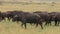 African Buffalo, syncerus caffer, Herd walking through Savanna, Nakuru Park in Kenya,