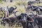 The African buffalo, Syncerus caffer, is a large sub-Saharan African bovine