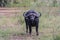 The African buffalo, Syncerus caffer, is a large sub-Saharan African bovine