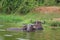 African Buffalo Syncerus caffer lying in the water of the Kazinga Channel, Lake Edward, Uganda