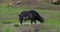 African Buffalo, syncerus caffer, Male feeding in Swamp, Masai Mara Park in Kenya,