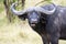 African buffalo - Syncerus caffer, - in Uganda