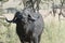 African buffalo in Tanzania