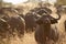 African Buffalo in Tsavo West National Park Kenya East Africa