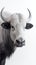 African Buffalo. Untamed Beauty in Minimalism. Generative AI