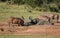 African Buffalo and Warthogs