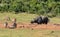 African Buffalo and Warthogs