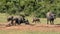 African Buffalo and Warthogs