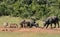 African Buffalo and Warthogs