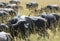 African Buffalo with white egret