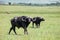 African buffaloes