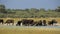 African buffaloes drinking