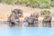 African Buffaloes drinking