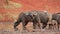 African buffaloes drinking at a waterhole