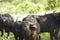 African Buffaloes In Field