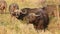 African buffaloes in natural habitat, Kruger National Park, South Africa