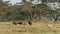 African buffaloes and plains zebras