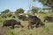 African Buffaloes With Tourists In Background