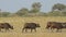 African buffaloes walking