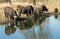 African buffalos drinking water