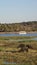 African buffalos grazing at river in Chobe National Park