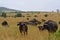 African buffalos, Maasai Mara Game Reserve, Kenya