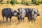 African buffalos next to each other in Masai Mara Safari, Kenya