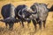 African buffalos next to each other in Masai Mara Safari, Kenya