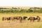 African buffalos on the savannah