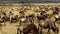 African Buffalos and zebras herding in a savanna
