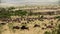 African Buffalos and zebras herding in a savanna