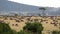 African Buffalos and zebras herding in a savanna.