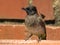 African Bulbul.