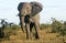 African bull elephant