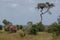 African bull elephant flapping its ears in the bush at Kruger National Park, South Africa.