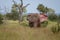 African bull elephant flapping its ears in the bush at Kruger National Park, South Africa.