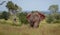 African bull elephant flapping its ears in the bush at Kruger National Park, South Africa.