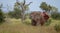 African bull elephant flapping its ears in the bush at Kruger National Park, South Africa.