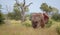 African bull elephant flapping its ears in the bush at Kruger National Park, South Africa.