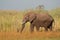 African bull elephant, Namibia