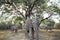 African Bull Elephant in the South Luangwa National park