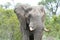 African Bull Elephant Upclose