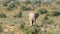 African bull elephant walking in natural habitat