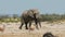 African bull elephant walking in natural habitat
