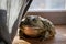 The African bullfrog in front of window