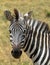 African Burchells Zebra