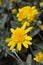 African Bush Daisy Sunshine Silver Double Yellow