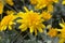 African Bush Daisy Sunshine Silver Double Yellow