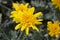 African Bush Daisy Sunshine Silver Double Yellow